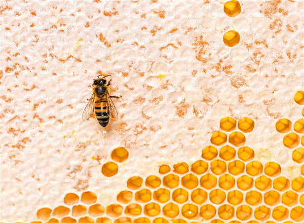 Bienengift in der Hautpflege: Wirkung, Vorteile & Risiken