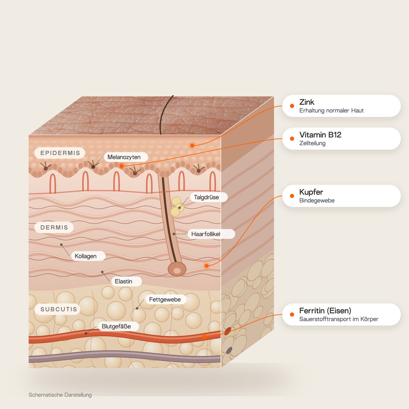 Schematische Darstellung der Haut